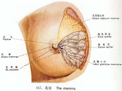 乳腺癌