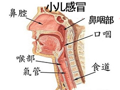 小儿感冒