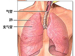 慢性支气管炎