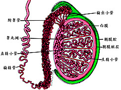 附睾炎