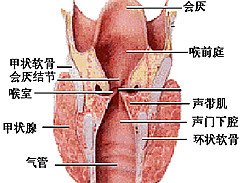 喉癌