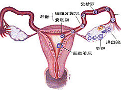 不孕症