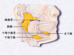 流行性腮腺炎图集