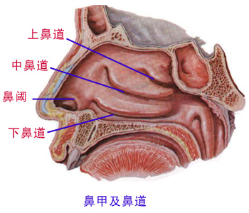 萎缩性鼻炎