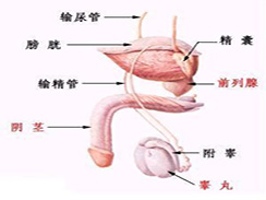 阳痿