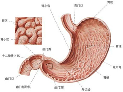 萎缩性胃炎