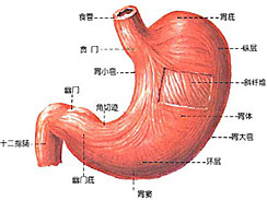 慢性胃炎