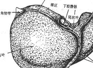 肝功能衰竭