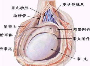 睾丸触痛