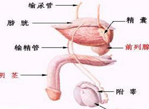 睾丸胀痛