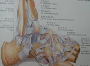 关节囊松弛
