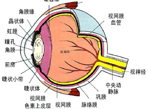 虹膜节段性萎缩