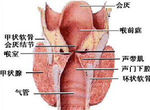 喉结增大