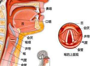 喉头增大