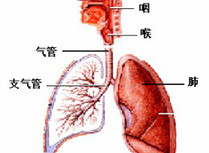 呼吸性酸中毒