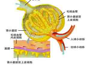 β-氨基酸尿