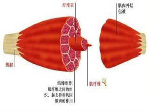 肌纤维颤搐