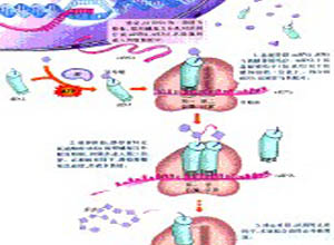 基因融合