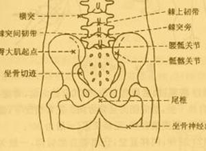 脊肋角膨隆