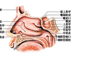 鼻腔不能关闭引起的鼻音