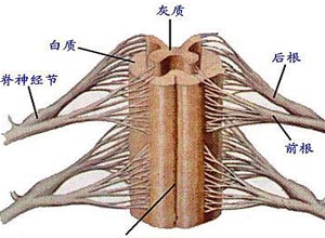 脊髓梗死