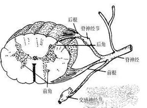 脊髓前角病变