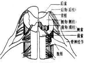 脊髓缺血