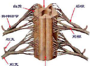 脊髓受压