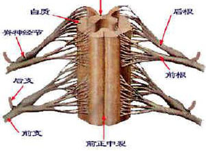 脊髓压迫