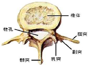 脊柱破坏