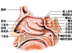 鼻腔中后部出血