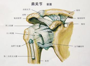 肩关节活动受限