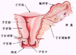 经期出血