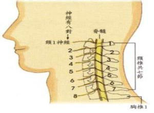 颈椎间盘退变