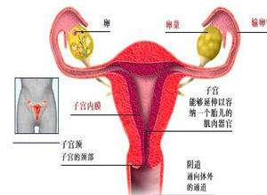 闭经-乳溢-不育三联征