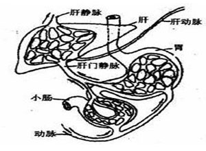 静脉回流障碍