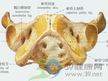 均小型狭窄