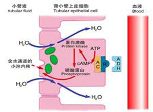 抗利尿激素(ADH)分泌减少