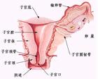 抗内膜抗体阳性