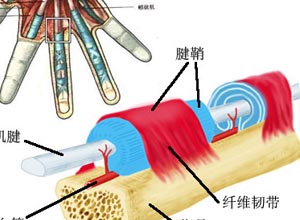 扳机指的弹响