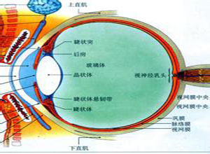 眶周青紫