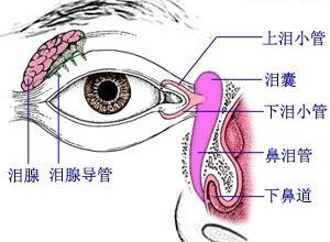 泪腺肿大