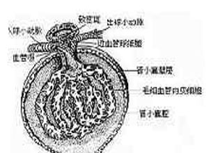 冷球蛋白发生沉淀或呈胶冻状