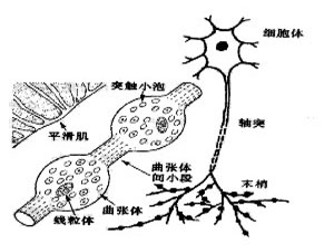 立毛反射亢进