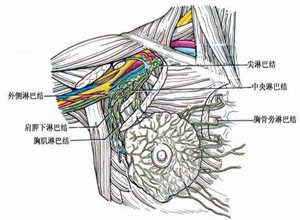 淋巴结退化