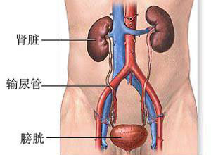 慢性肾损害