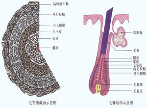 毛发增生