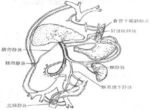 门体侧支循环的形成