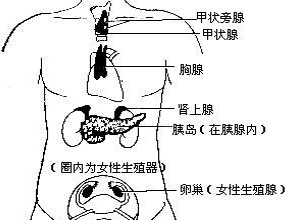 内分泌功能亢进