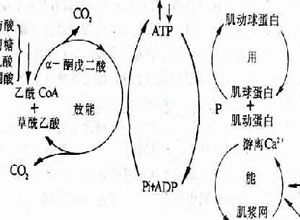 能量不足